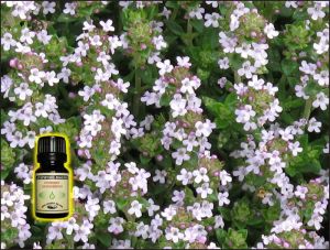 Thyme Essential Oil - 5 ml
