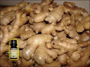 Ginger Root Essential Oil - 6 ml 