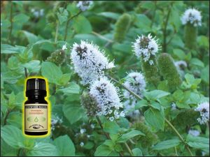 Peppermint Arvensis Organic Mentha Essential Oil - 10 ml 