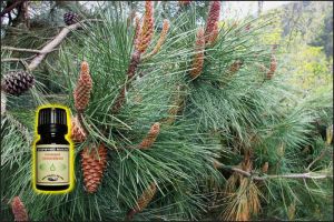 Pine Essential Oil - 10 ml 