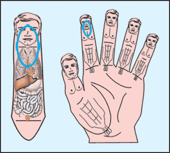 An image depicting projections of the nose, throat, larynx, trachea and bronchi.