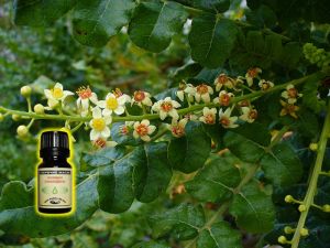 Frankincense Essential Oil - 5 ml 