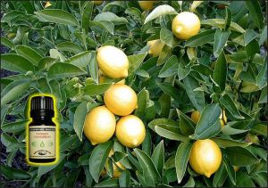 Lemon Essential Oil - 10 ml 