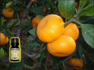 Mandarin Essential Oil - 10 ml