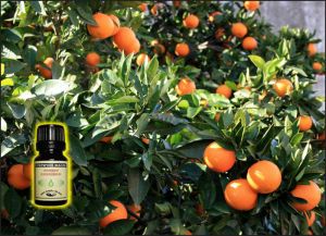 Orange Essential Oil, organic  - 10 ml