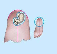 Stomach correspondence zone in the right foot.