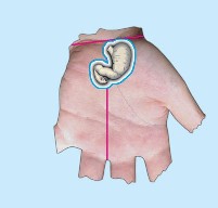 Stomach correspondence zone in the left hand.
