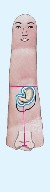 Stomach correspondence zone in the insect correspondence system.